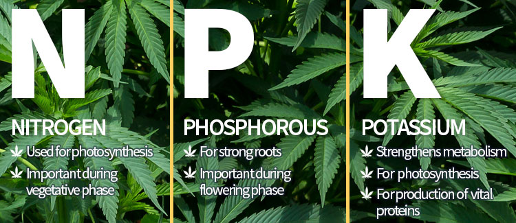 Nutrient requirements during the vegetative phase